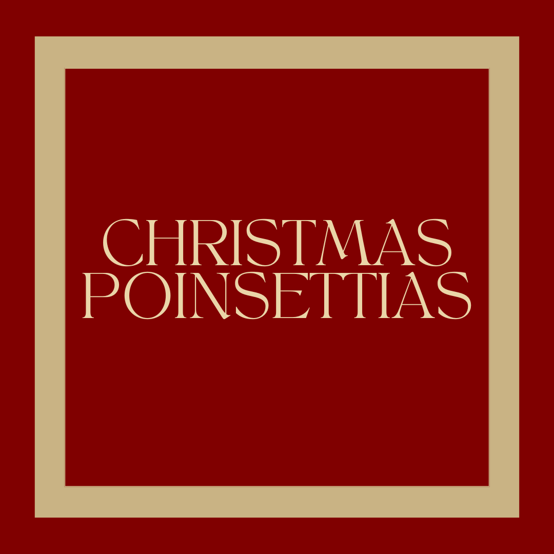 Christmas Poinsettias