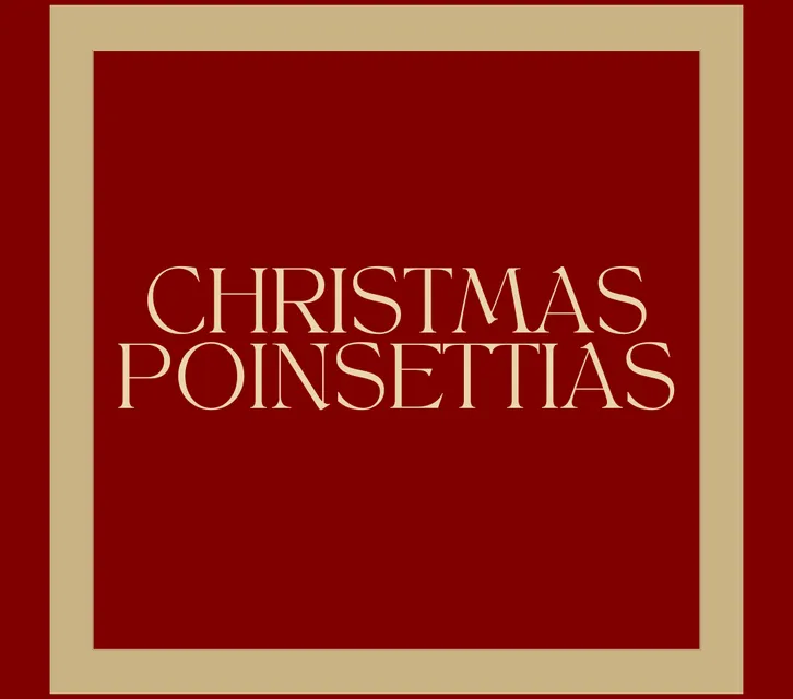 Christmas Poinsettias